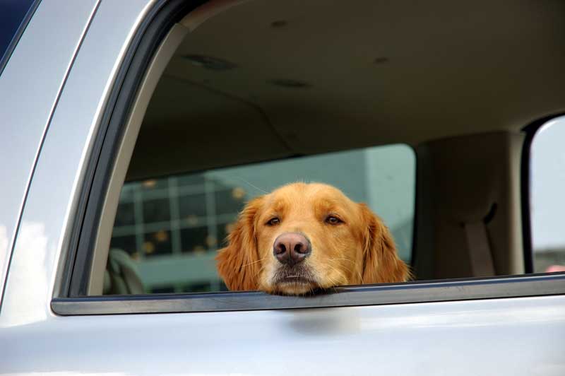 It takes just six minutes for a dog to die in a hot car